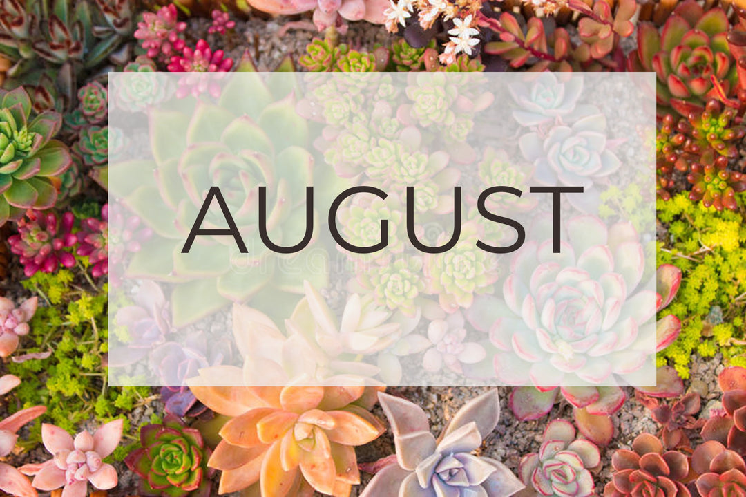 August- Plant Of The Month and Top Five Gardening Tips