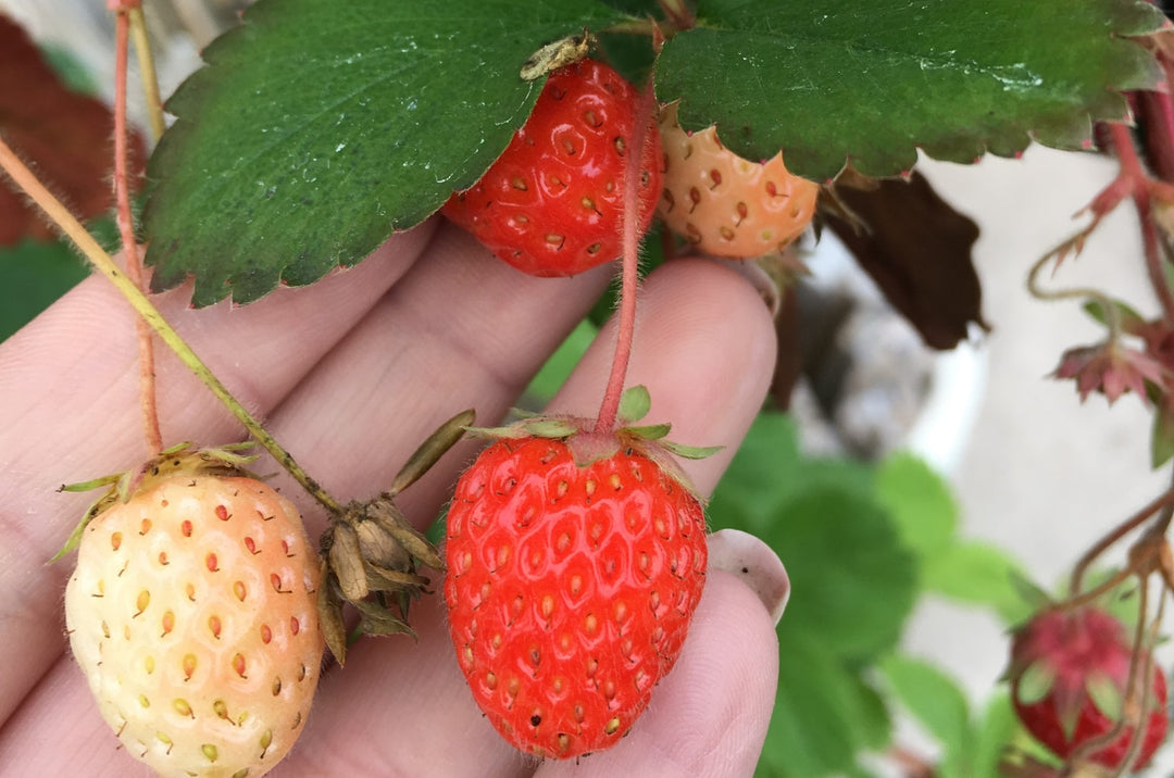 How To Grow Strawberries