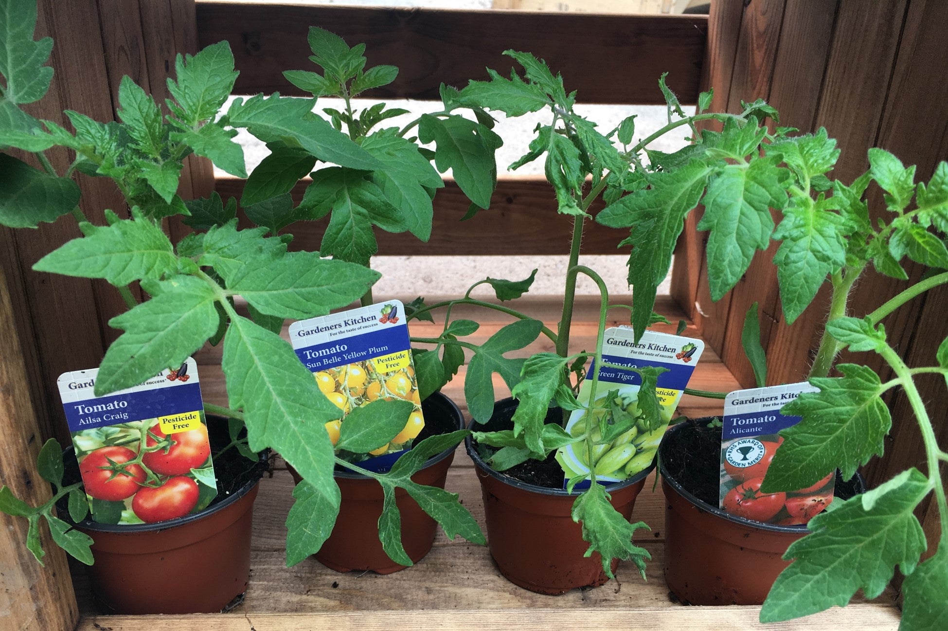 How To Grow Tomatoes