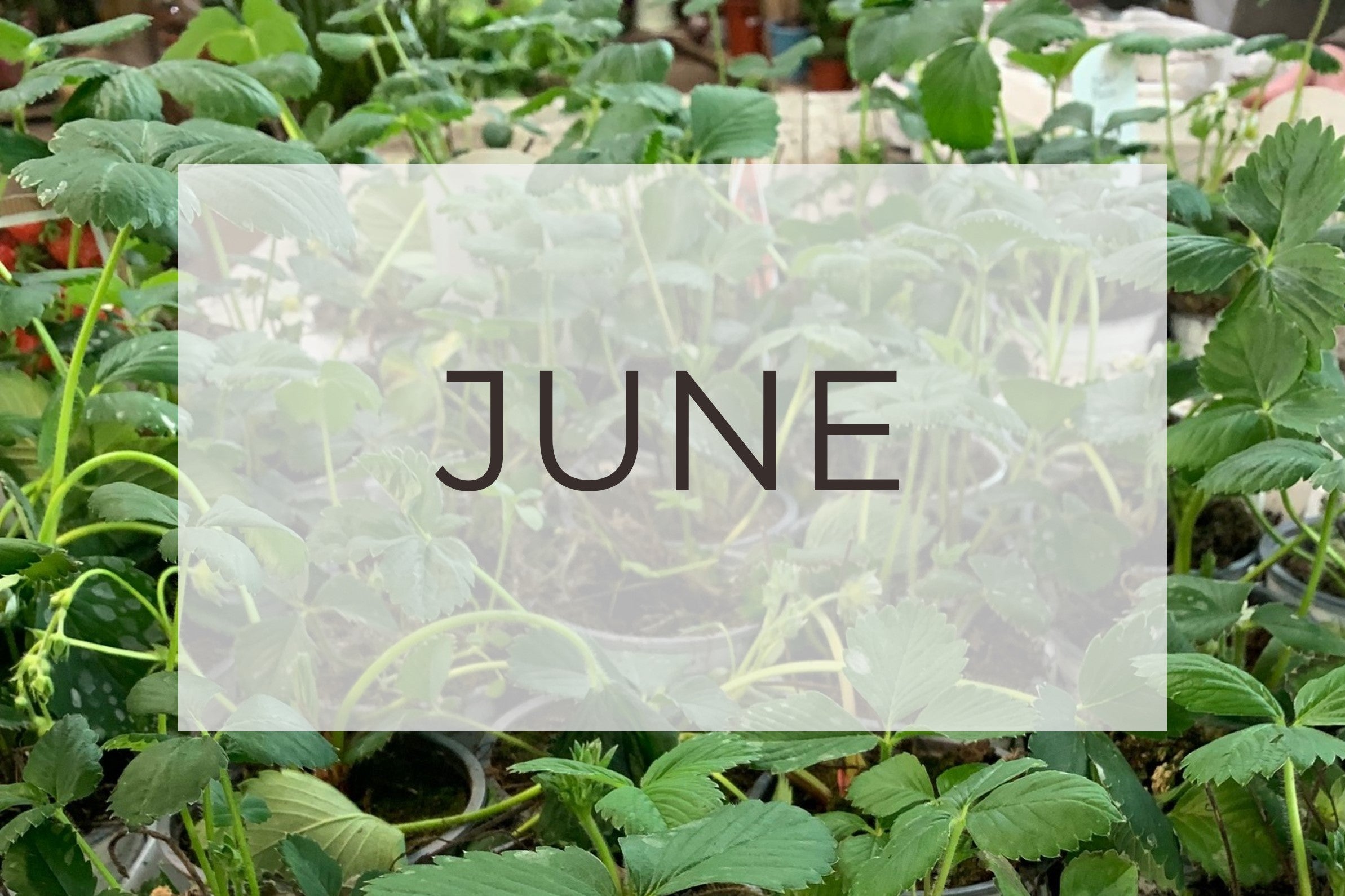 June -Plant Of The Month and Top Five Gardening Tips