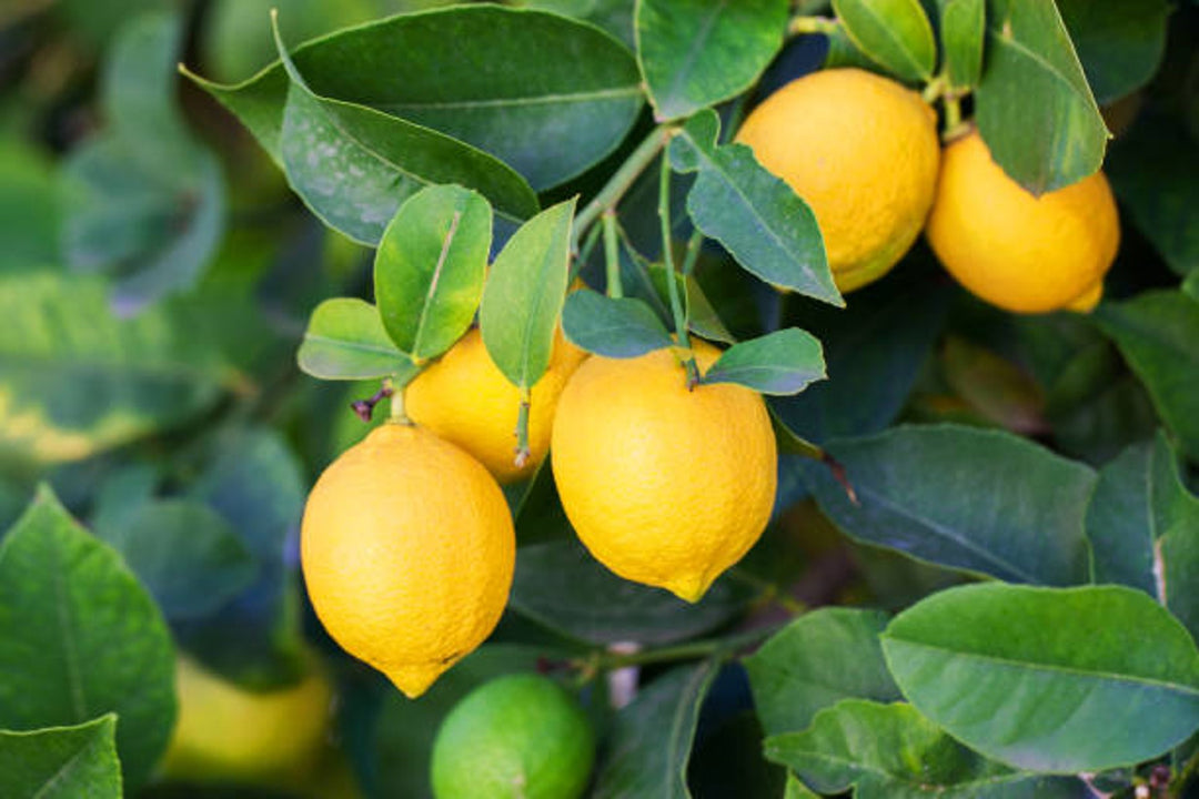 Growing Citrus