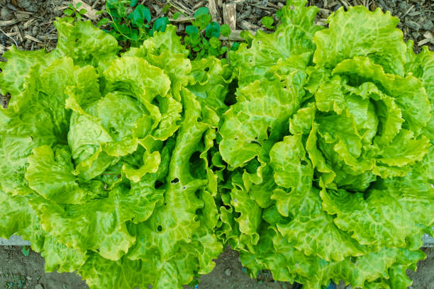 How To Grow Salads – Robertshaw's Farm Shop