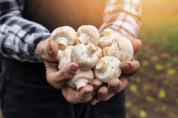 How To Grow Mushrooms